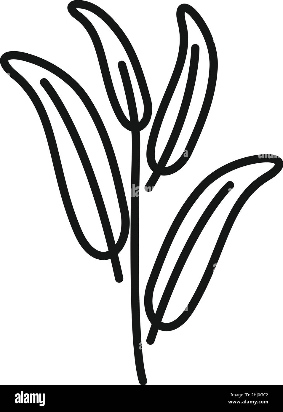 Vettore contorno icona salvia a base di erbe. Pianta di erbe Illustrazione Vettoriale