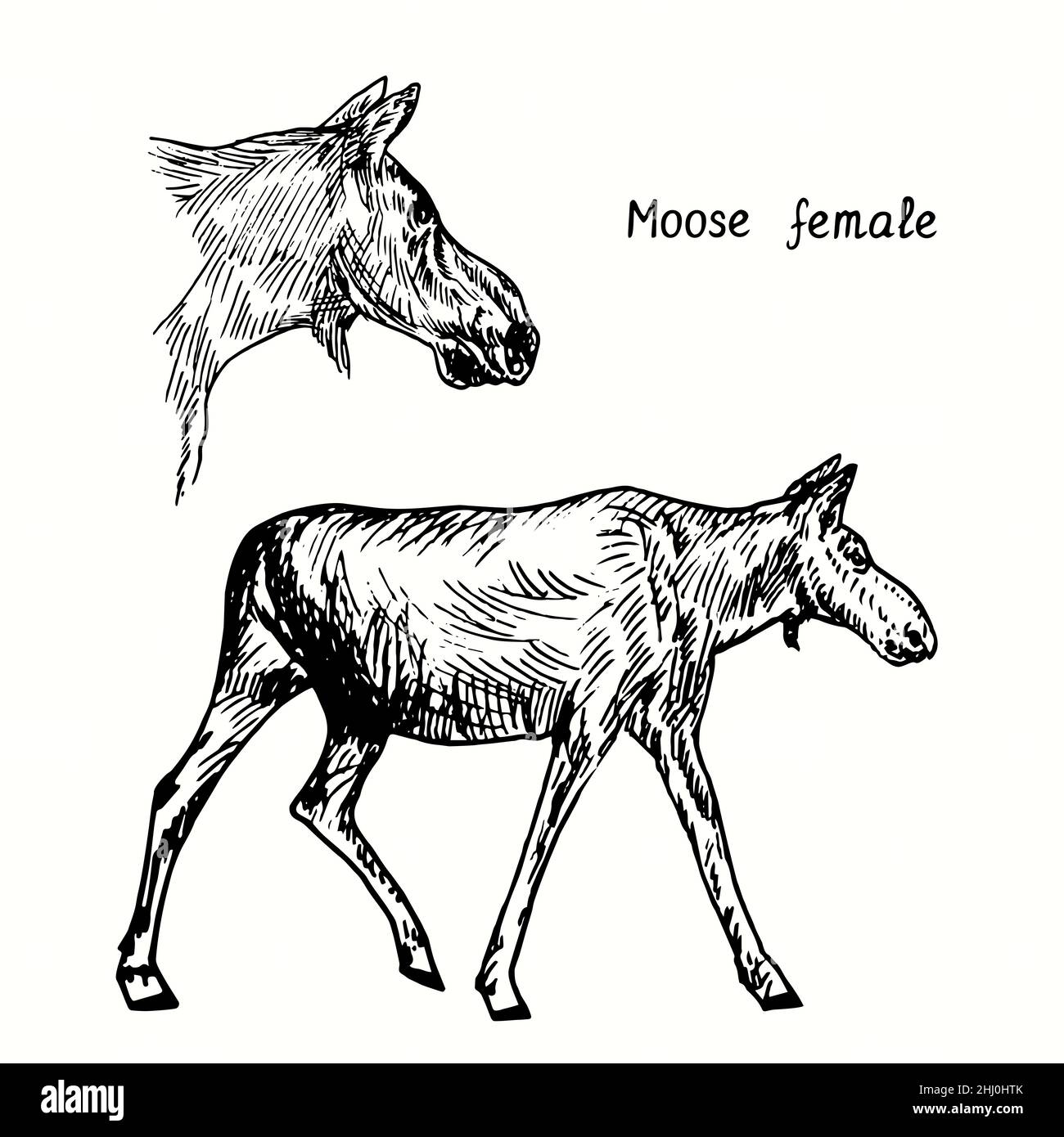Collezione Moose femminile, in piedi e vista lato testa. Disegno in bianco e nero in legno. Foto Stock