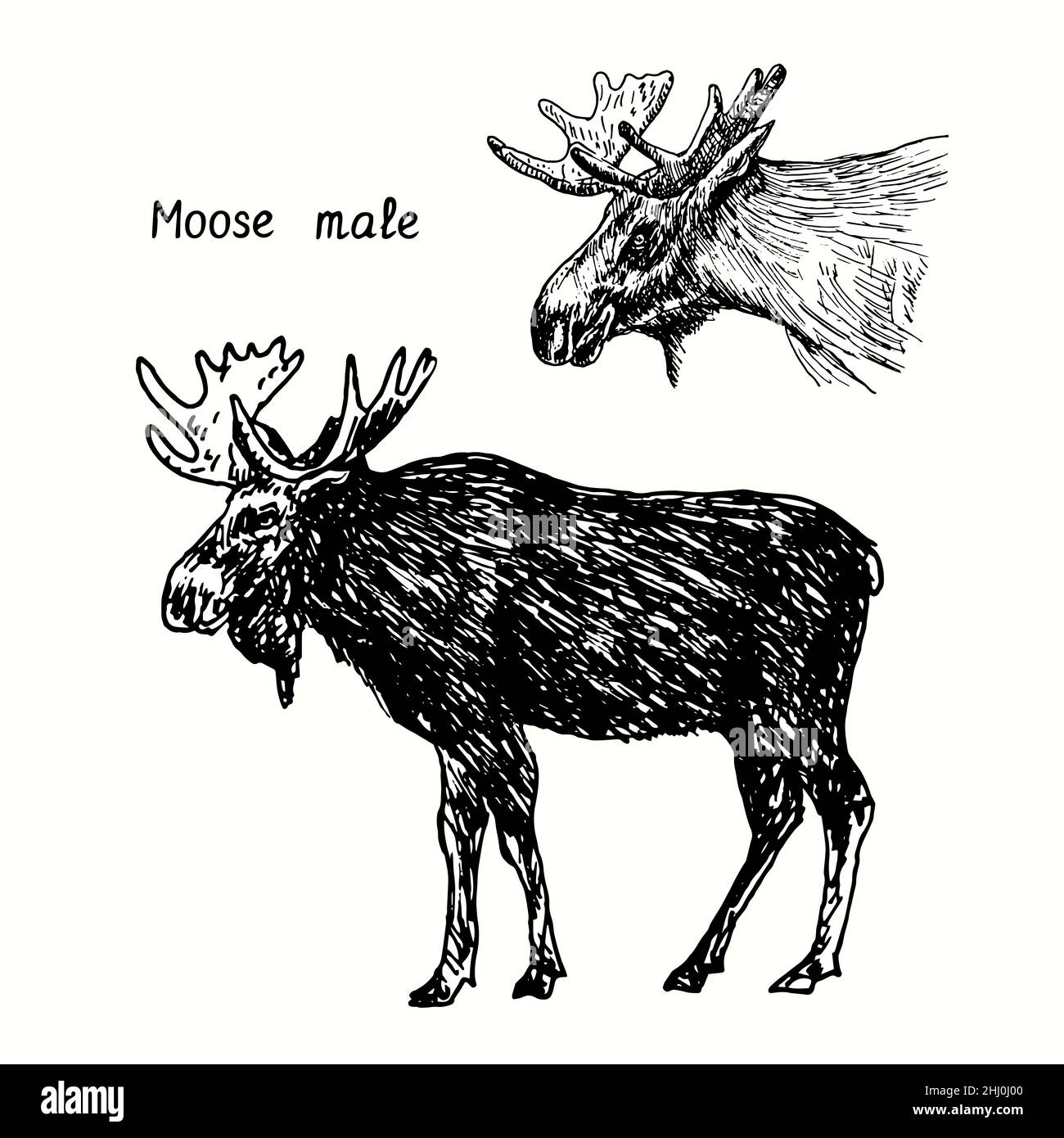 Collezione Moose maschile, in piedi e vista laterale testa. Disegno in bianco e nero in legno. Foto Stock