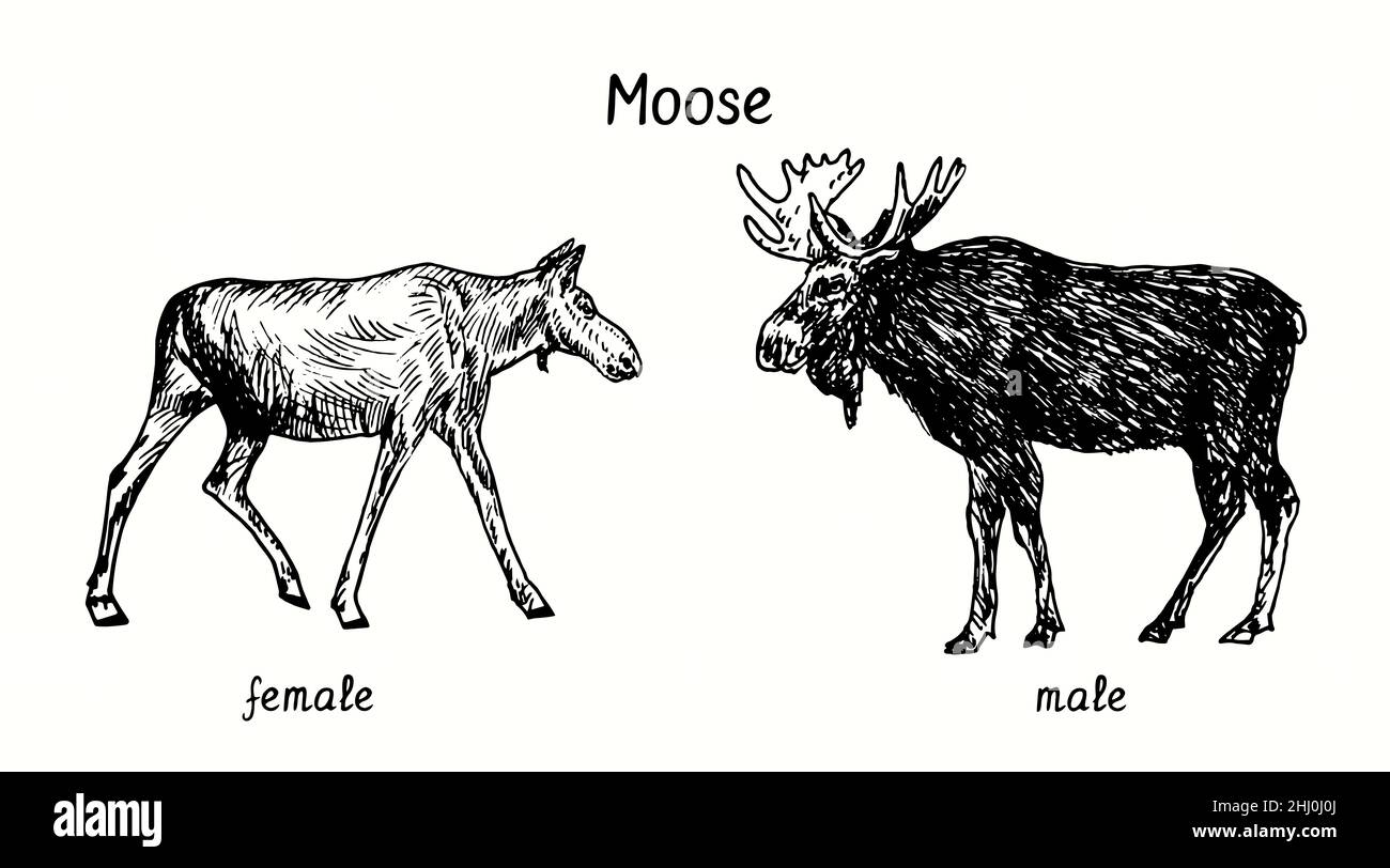 Collezione Moose maschile, in piedi e vista laterale testa. Disegno in bianco e nero in legno. Foto Stock