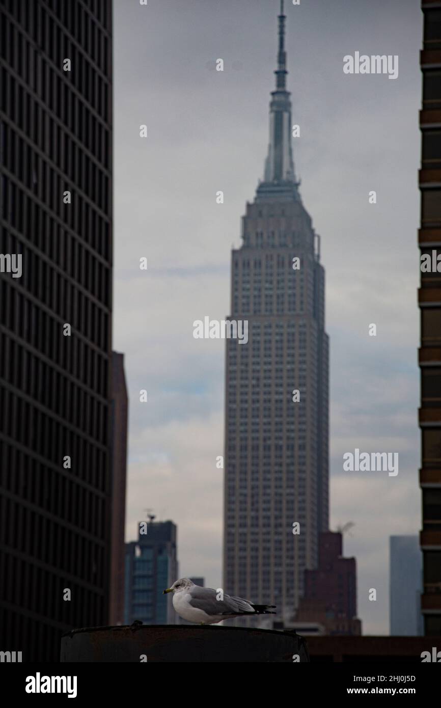 Möve zwischen Hochhäusern und dem Empire state Building im Hintergrund Foto Stock