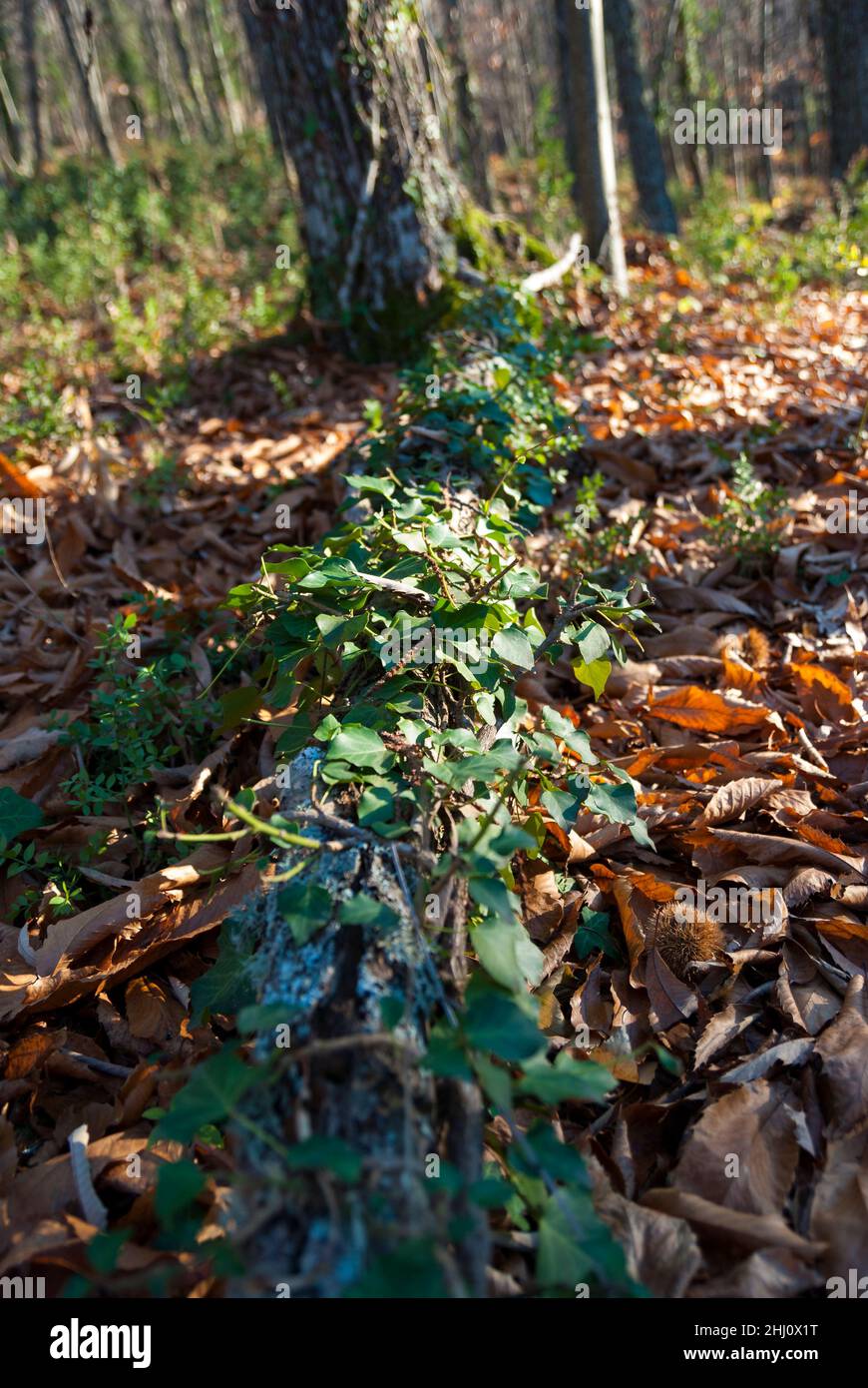 Ramo sul pavimento della foresta con vite di edera e licheni con foglie cadute in autunno Foto Stock