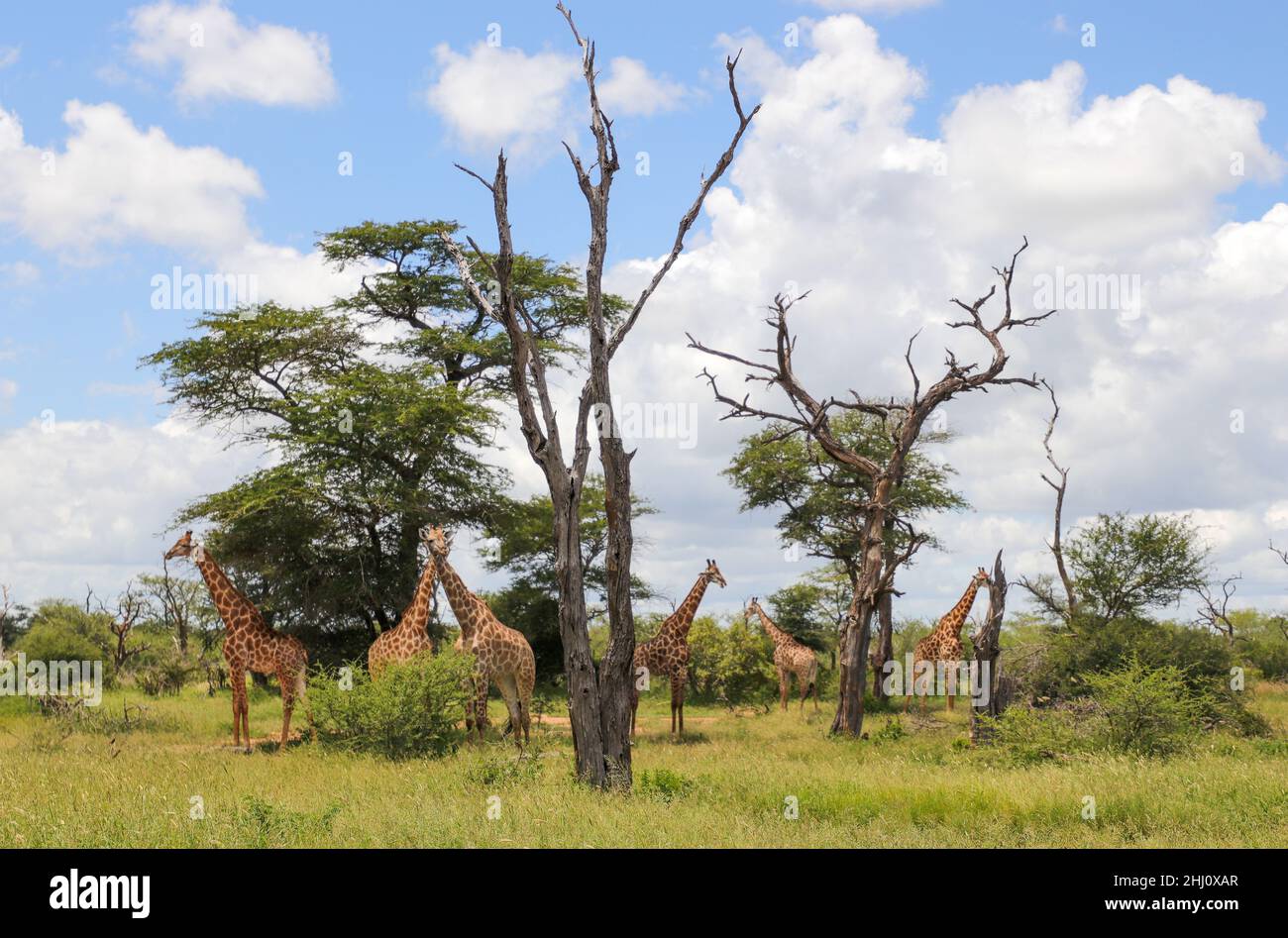 Giraffa paesaggio nel Parco Nazionale Kruger Foto Stock