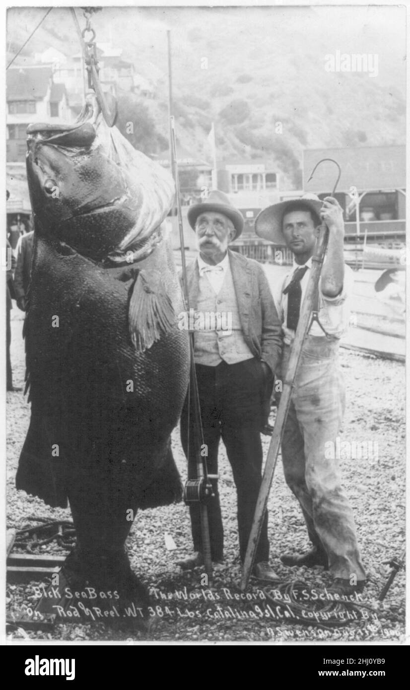 Black SEA Bass - il record mondiale di F.S. Schenck su asta e bobina. Peso 384 kg. Catalina Island, California, Stati Uniti Foto Stock