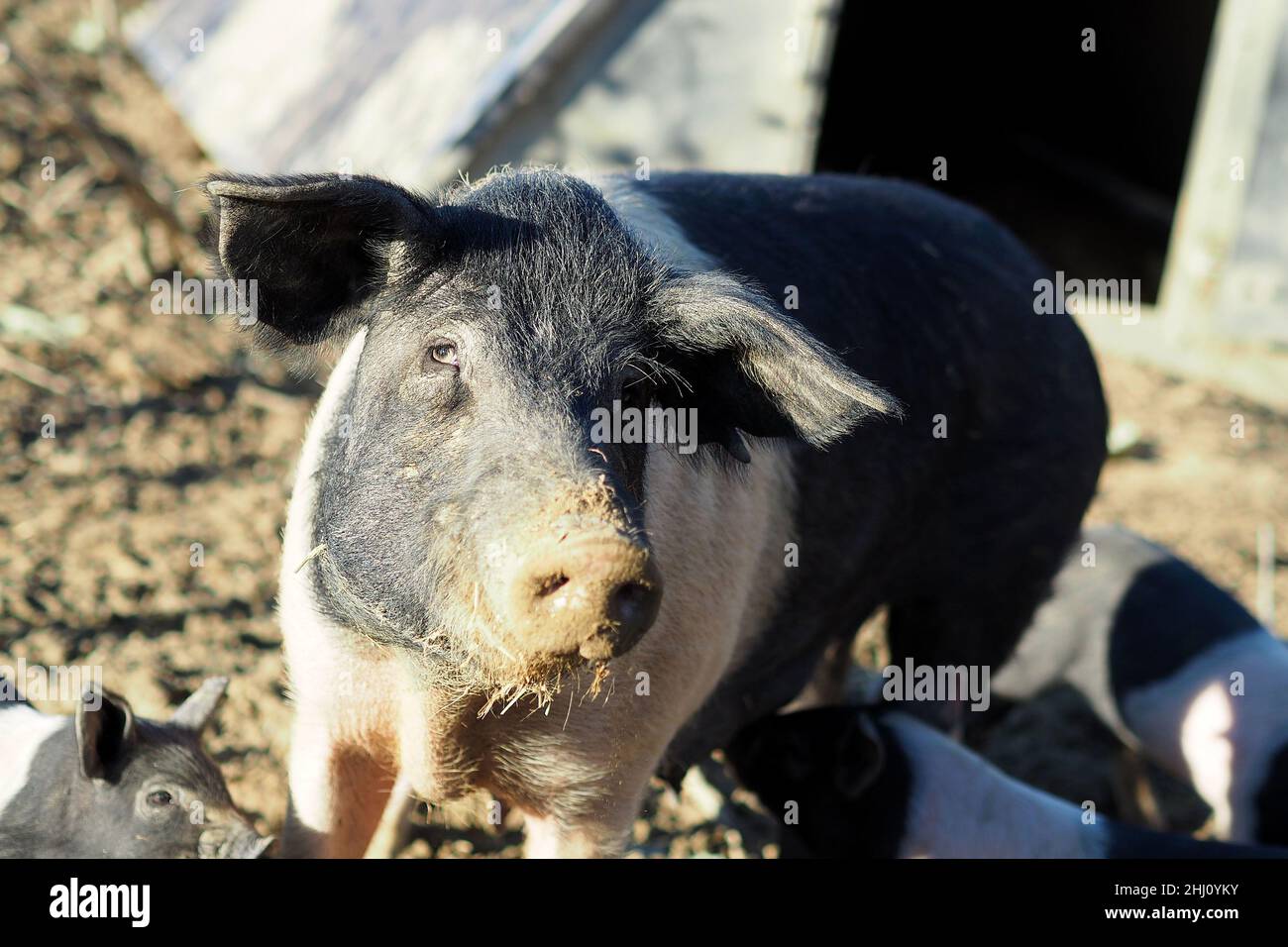 Italia, Toscana, Foiano della Chiana (Arezzo), 25 gennaio 2022 : la febbre del vino colpisce le aziende agricole italiane. Nella foto la fattoria 'Fierli' con i suini 'Cinta Senese'. I proprietari sono molto preoccupati e cercano soluzioni contro la "febbre del vino". Foto © Daiano Cristini/Sintesi/Alamy Live News Foto Stock