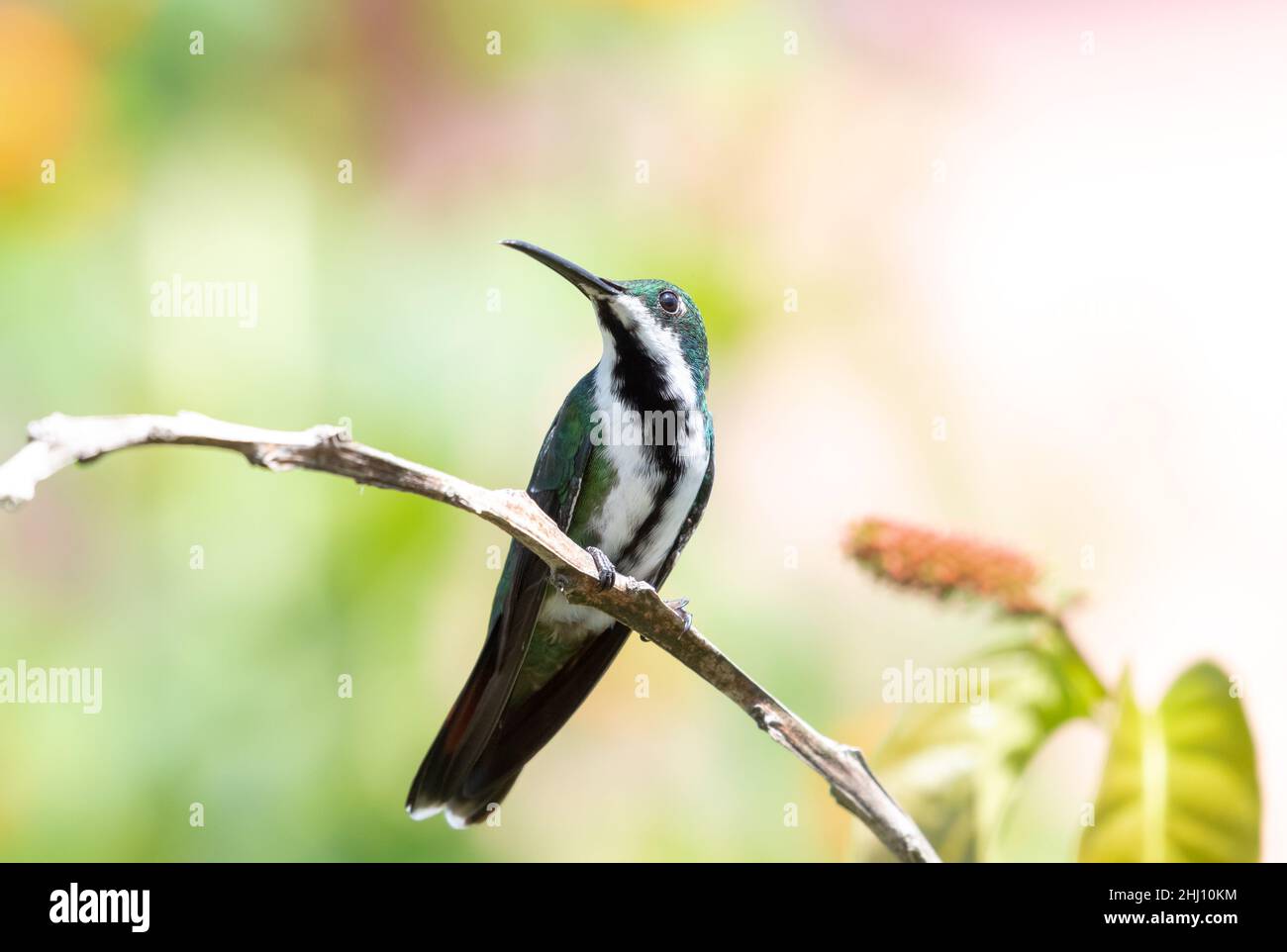 Primo piano di un hummingbird femminile di mango, Anthracothorax nigricollis, in natura con un colorato sfondo color pastello sfocato. Foto Stock