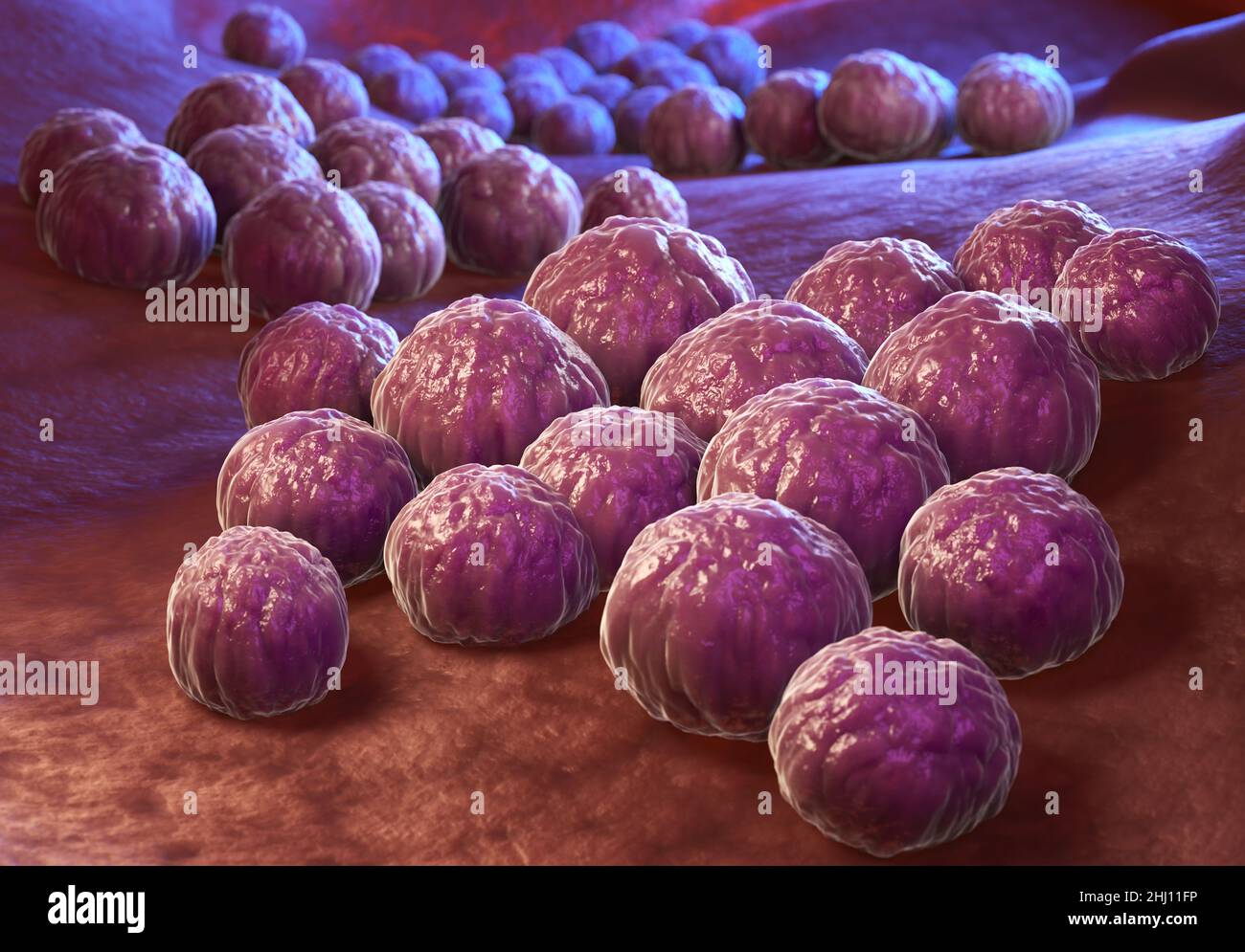 Chlamydia trachomatis, un intracellulare obbligato patogeno umano, è una delle quattro specie batteriche in genere Chlamydia. 3D illustrazione Foto Stock