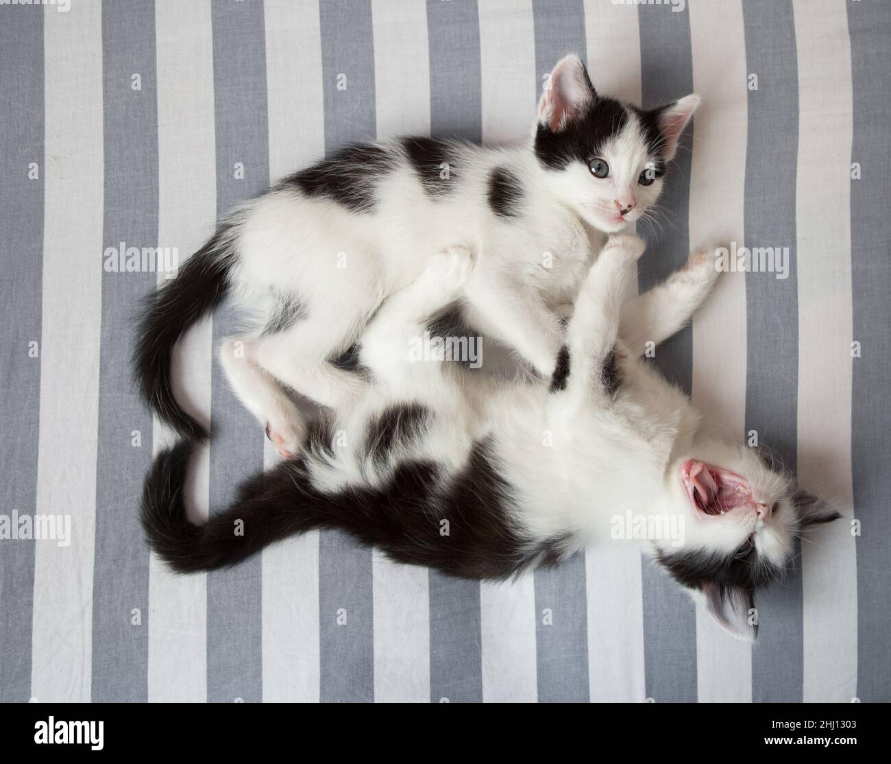 due divertenti cuccioli bianchi e neri si trovano affiancati in un abbraccio su un foglio a righe. Le loro code sono a forma di cuore. Amore per i gatti. Comfort Foto Stock