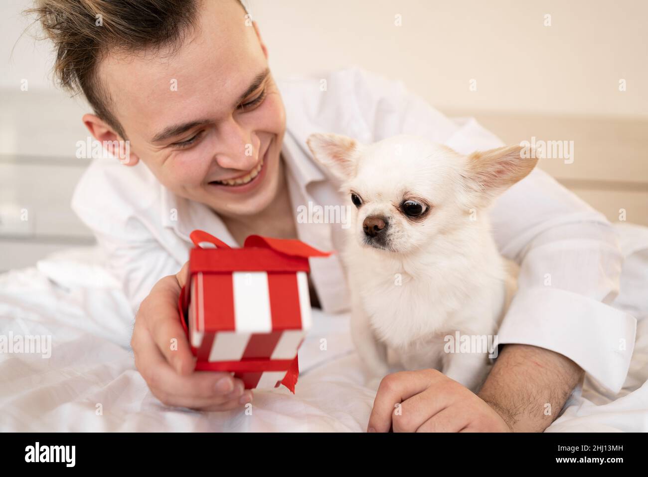 Compleanno del cane. L'uomo caucasico si trova sul letto di mattina tenendo un cane chihuahua nelle sue mani e dà una scatola rossa. Il concetto di doni per gli amati Foto Stock