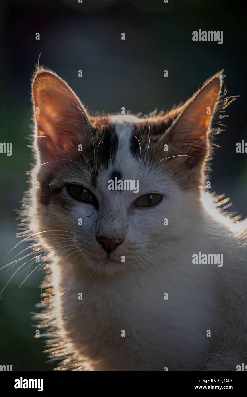 Bella foto di un gatto (gattino) con uno sfondo sfocato e luminoso Foto Stock