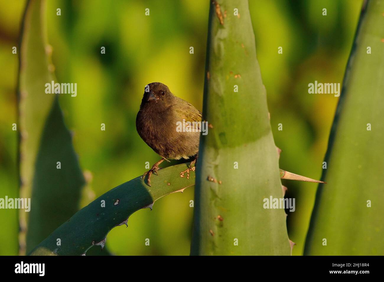 Antillen-Gimpeltangare, grassquit nero, Melanospiza squali bicolore, Curacao Foto Stock