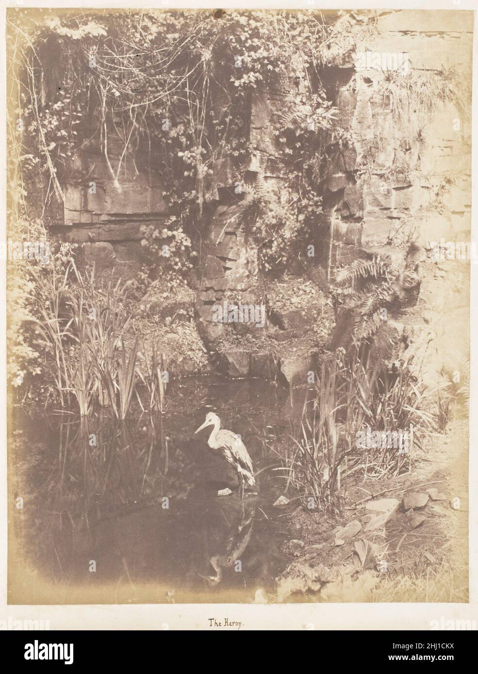 The Heron 1853–56 John Dillwyn Llewelyn. L'Heron 283076 Foto Stock