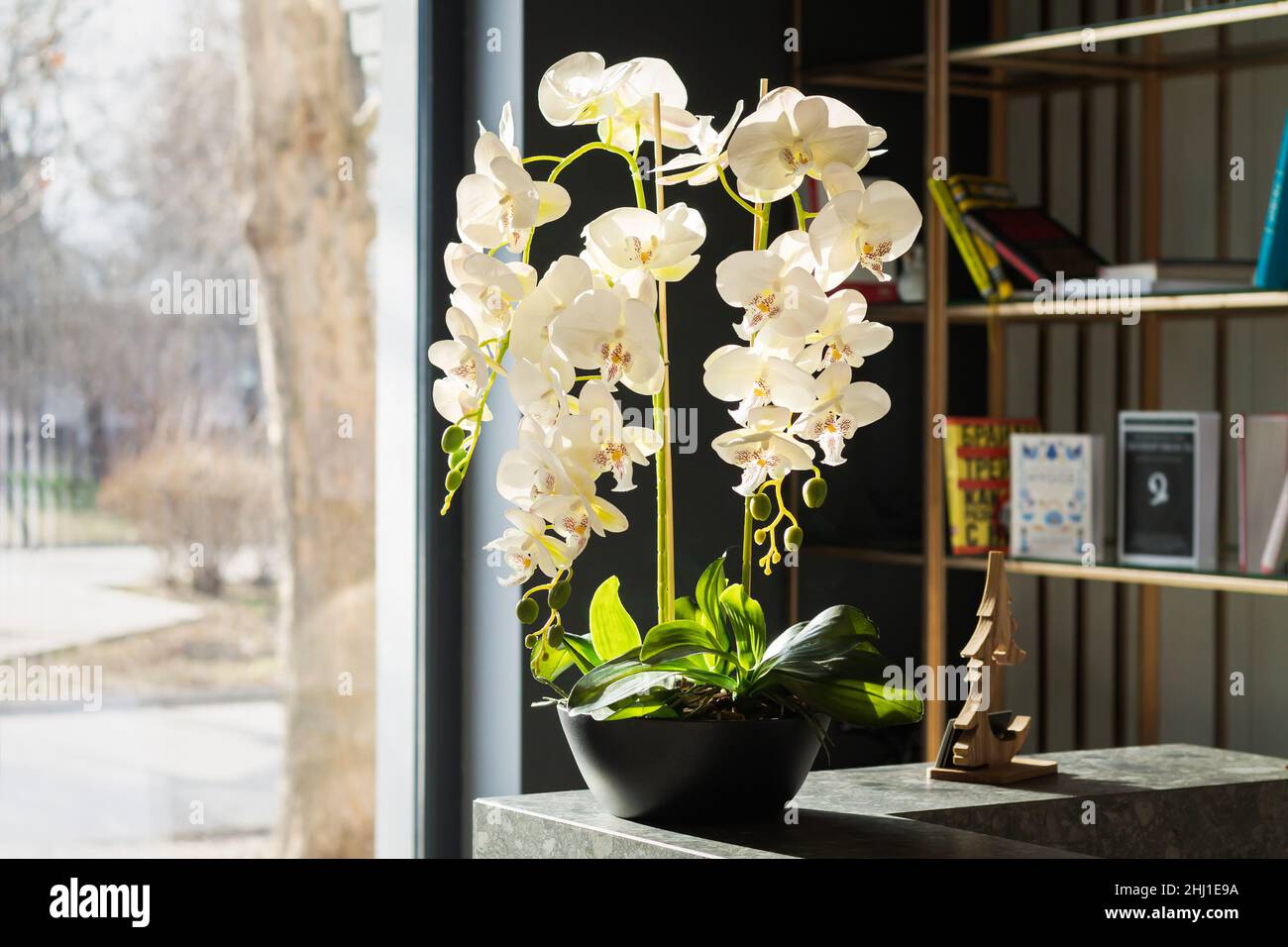 Design interno elegante con splendidi fiori di orchidea in vaso bianco e libreria accanto alla finestra Foto Stock