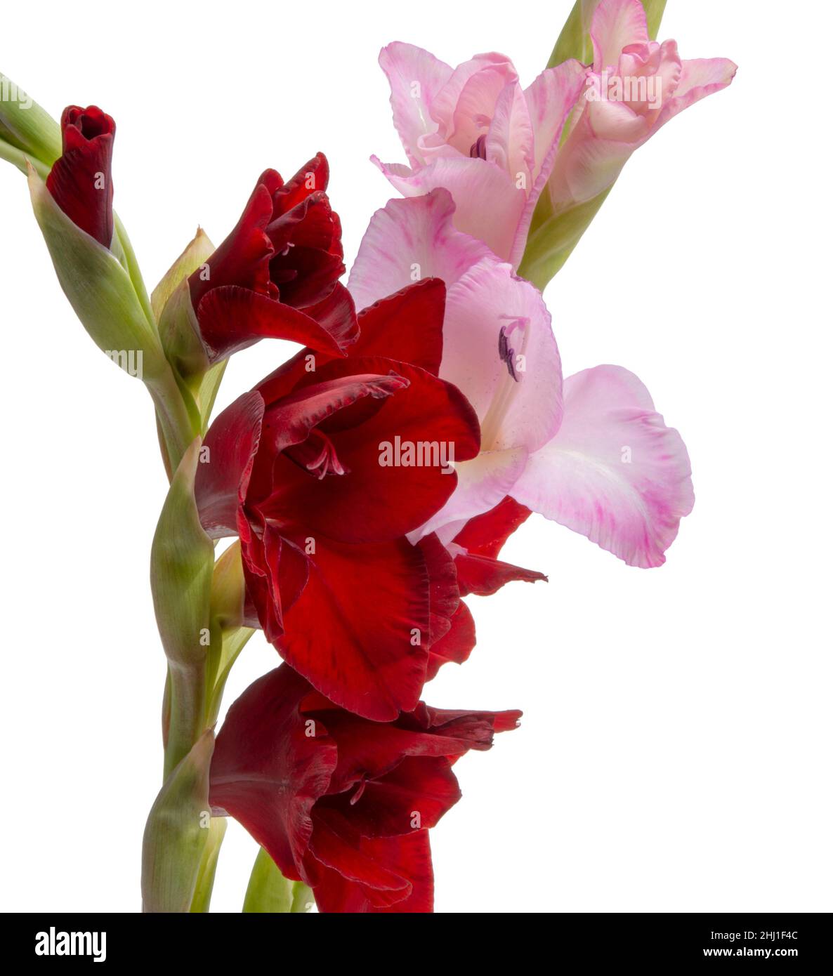 bellissimo gladiolo luminoso fiore presente in giornata donne isolato sul bianco Foto Stock