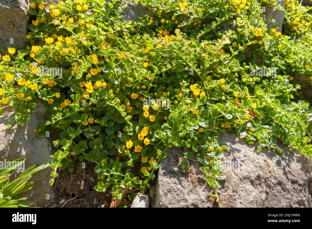 Lysimachia nummularia, striscianti jenny, due varianti leggermente diverse rispetto a causa di intensità luminosa e contenuto del suolo, uno con altri scuro con luce golden Foto Stock