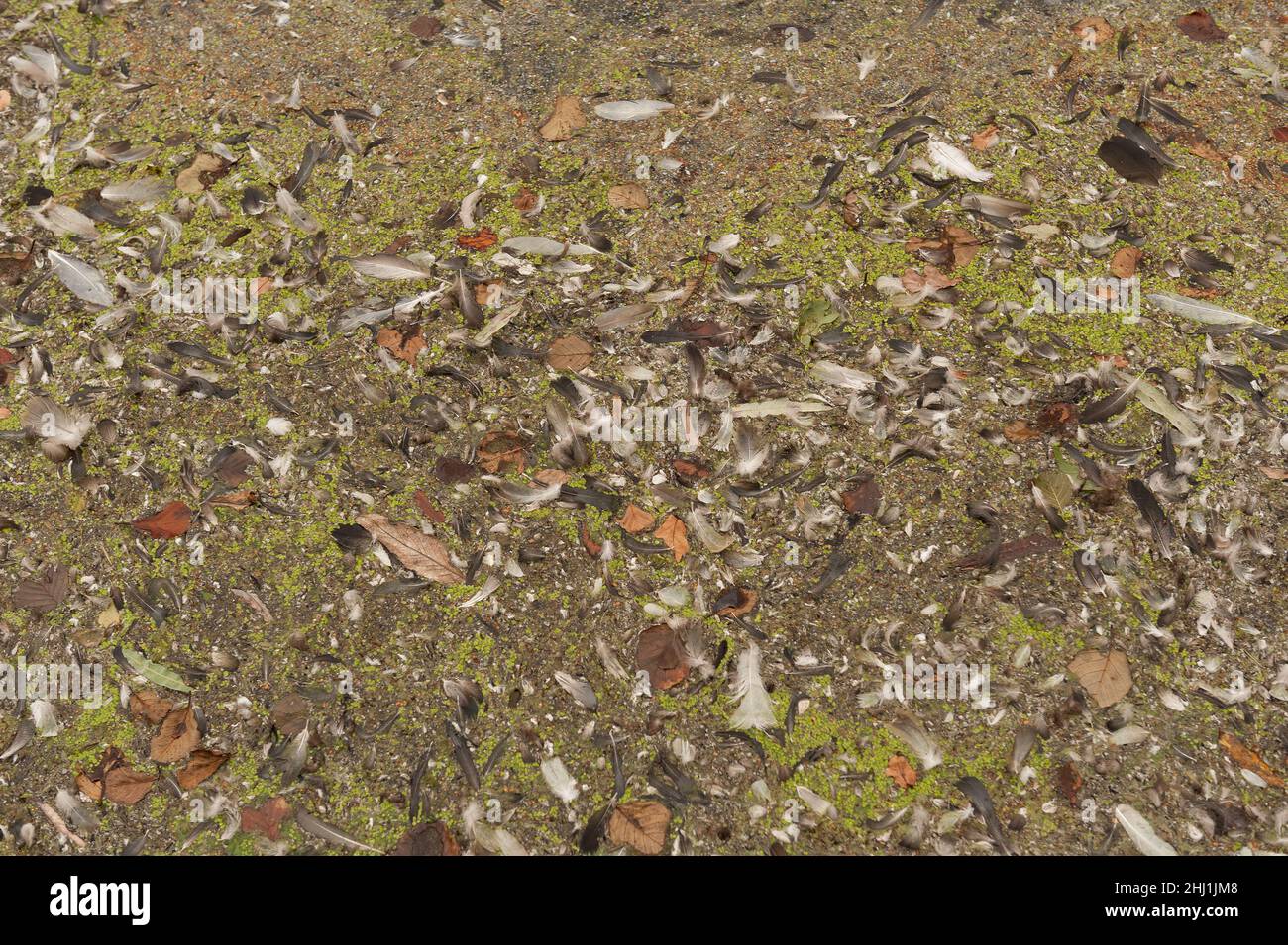 Misto disordine di piume d'anatra soffiata dal vento foglie galleggianti rametti rifiuti raccolti insieme a lato delle nature del lago rifiuti detriti Foto Stock
