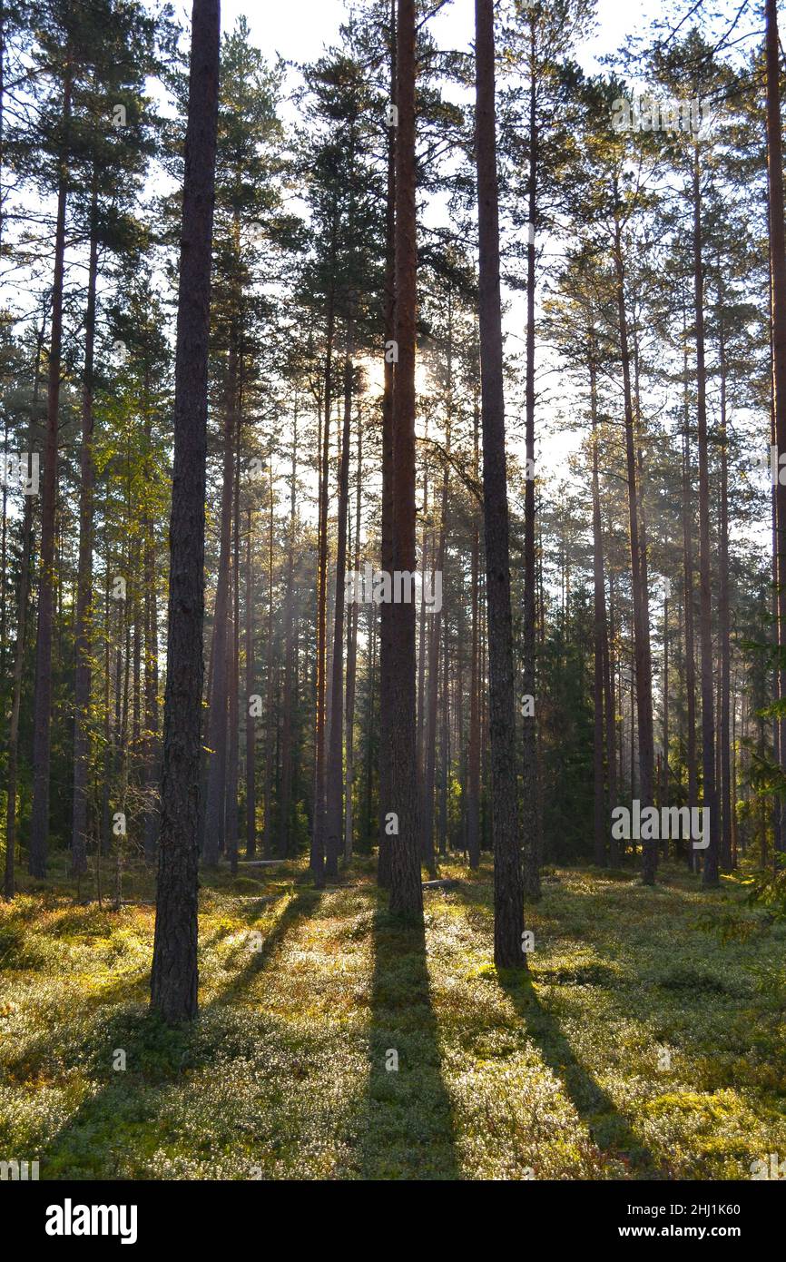 Molti pini nella foresta in una giornata di sole Foto Stock