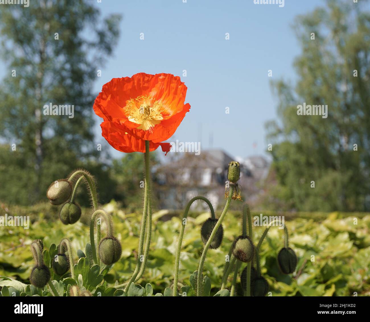 Un papavero rosso che fiorisce nel letto dei fiori Foto Stock