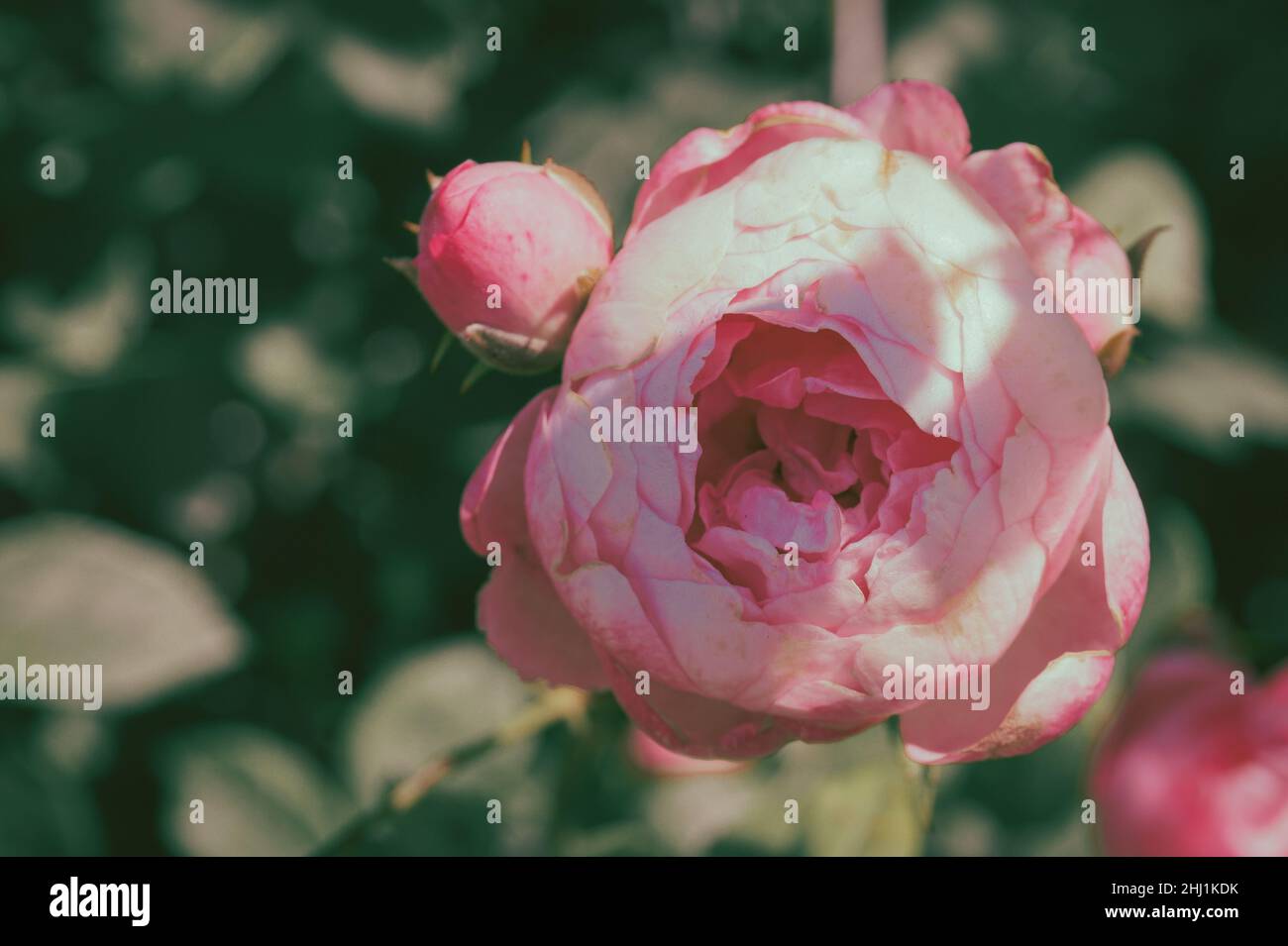 Germoglio bianco-rosa alla luce del sole Foto Stock