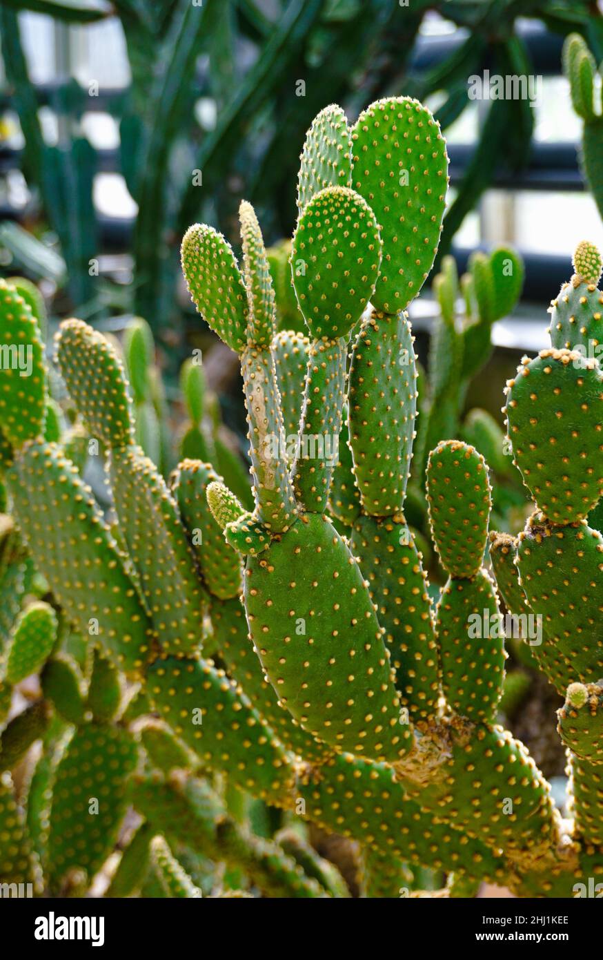 Cactus verde nel giardino botanico Foto Stock