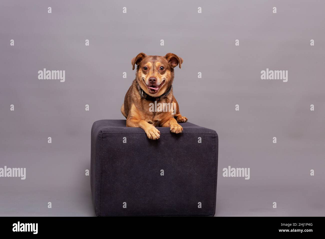 posa per foto studio, piccolo cane marrone sul podio Foto Stock