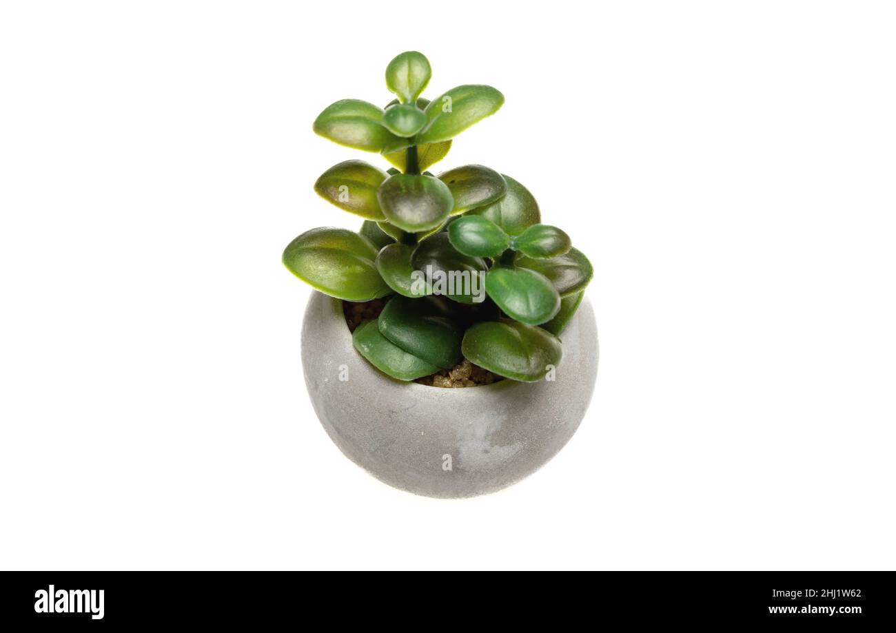 Pianta di foglia succulenta in vaso isolato ritaglio su sfondo bianco. Fogliame verde di houseplant, flora tropicale in piccolo contenitore grigio. Foto Stock