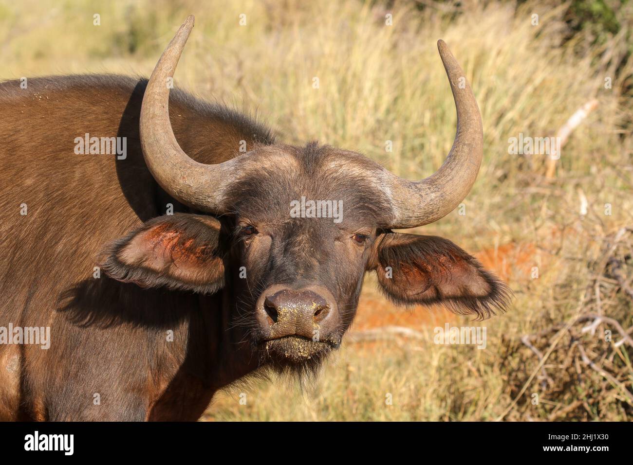 Buffalo in Sud Africa Foto Stock