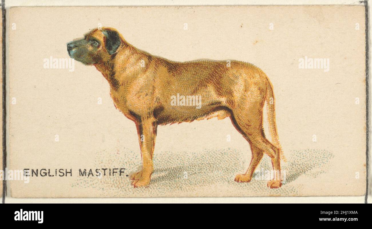 English Mastiff, dalla serie Dogs of the World per Old Judge Cigares 1890 pubblicata da Goodwin & Company la serie 'Dogs of the World' di carte commerciali (N163) è stata emessa da Goodwin & Company nel 1890 per promuovere le sigarette Old Judge. La serie di 50 carte raffigura cani di varie razze. Il Metropolitan Museum of Art possiede 23 delle 50 carte della serie. Mastiff inglese, dalla serie Dogs of the World per Old Judge Cigarettes 405156 Foto Stock