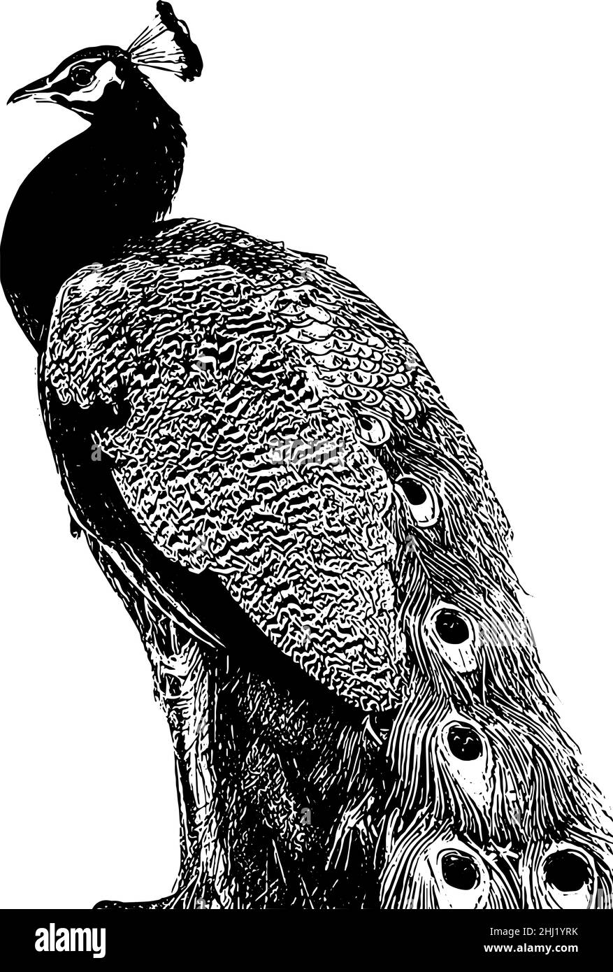Illustrazione vettoriale del profilo Peacock in nero su sfondo bianco Illustrazione Vettoriale