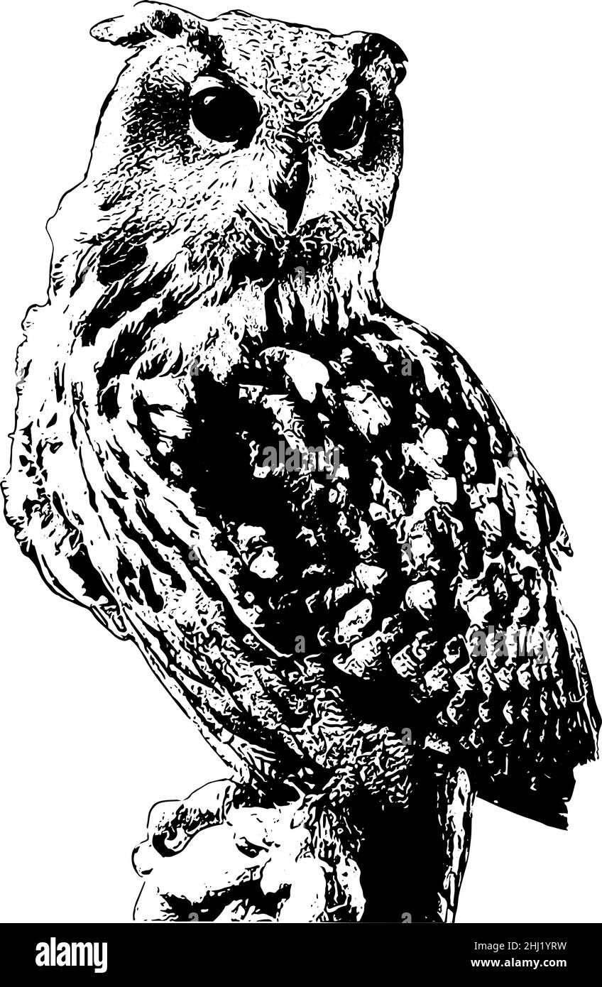 OWL illustrazione vettoriale in nero su sfondo bianco, stile realistico Illustrazione Vettoriale