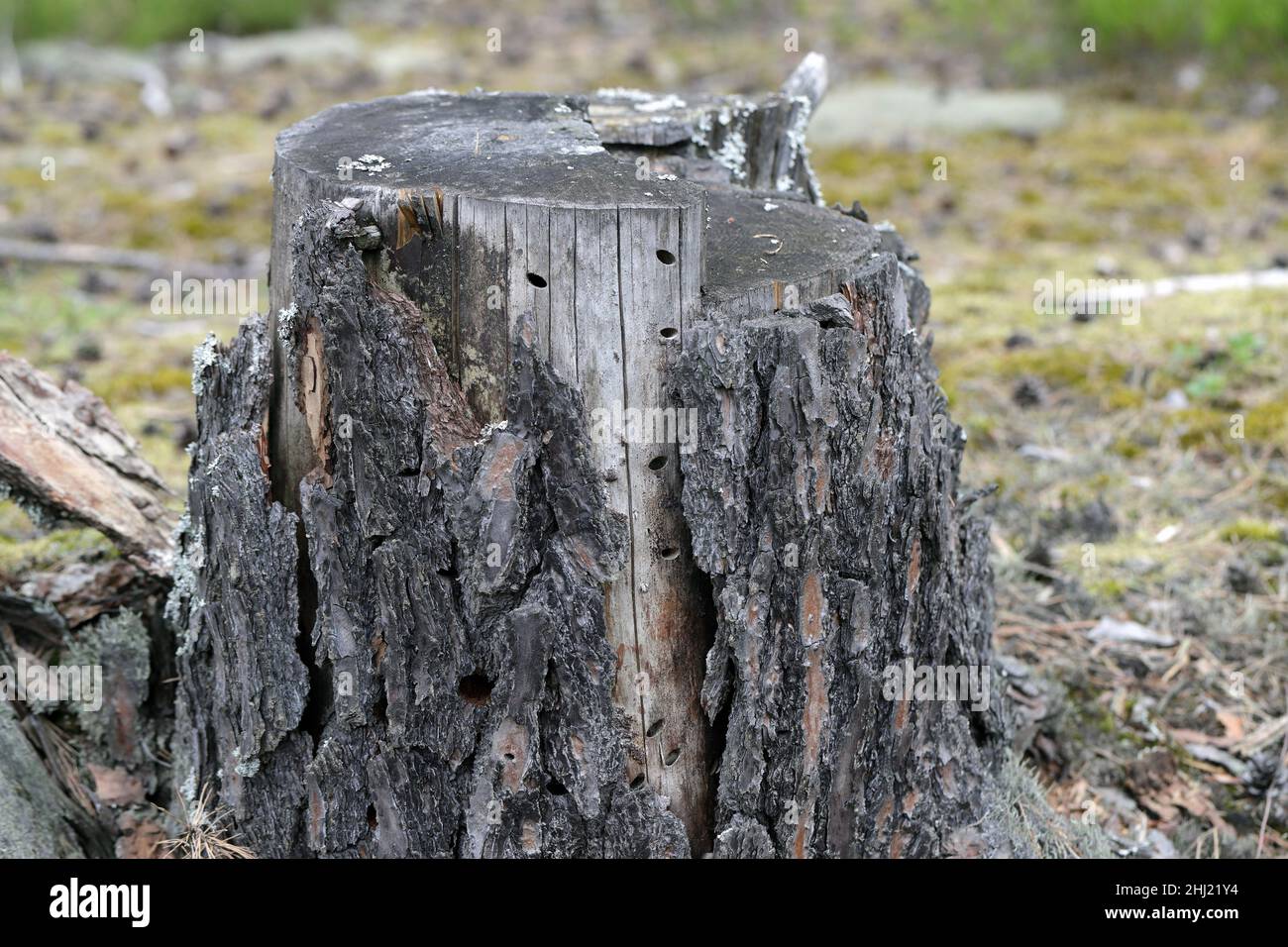Moncone di pino con buchi di uscita del coleottero Chalcophora mariana - coleottero del boratore. Foto Stock