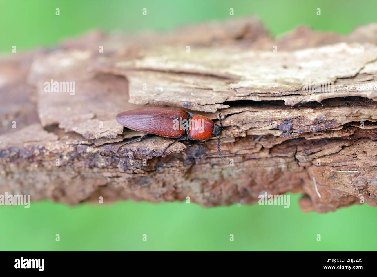 Il primo piano del ferrugineus dell'Elater, il coleottero arrugginito a scatto su un albero di quercia Foto Stock