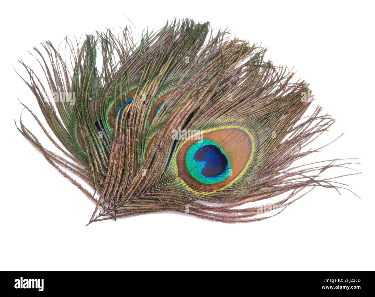 Elegante e colorata piuma di uccello di pavone isolata sul bianco Foto Stock