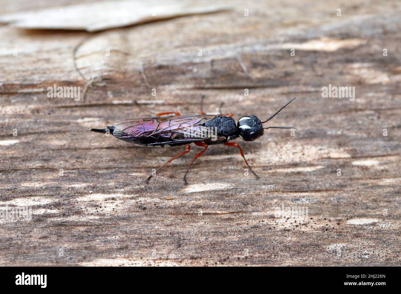 Una femmina della vespa di legno a collo nero su un ceppo di legno (Xiphydria camelus, Famiglia Xiphydriidae). Foto Stock