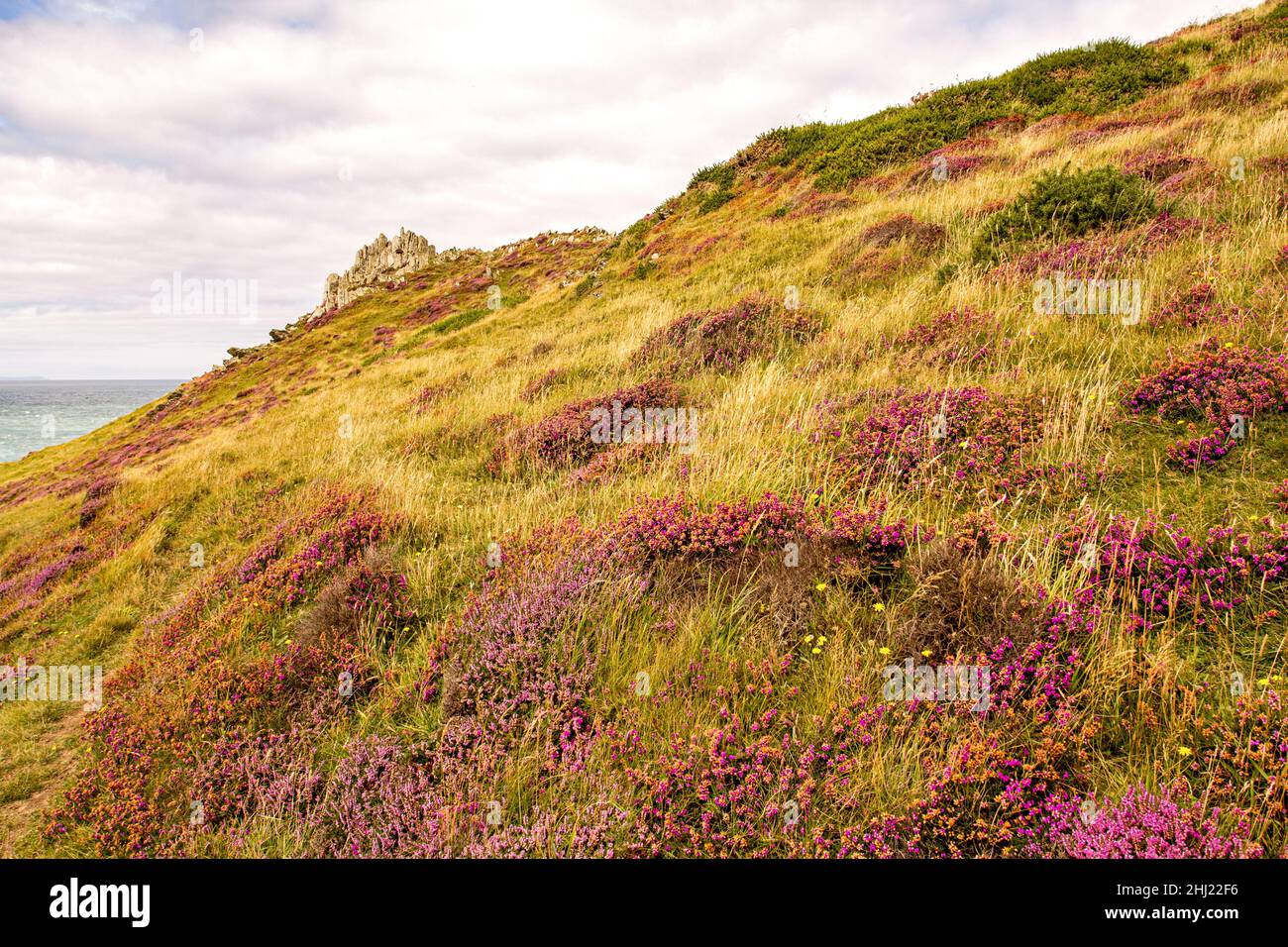 La brughiera nel Devon del Nord. Morte Point, Inghilterra, Regno Unito. Foto Stock
