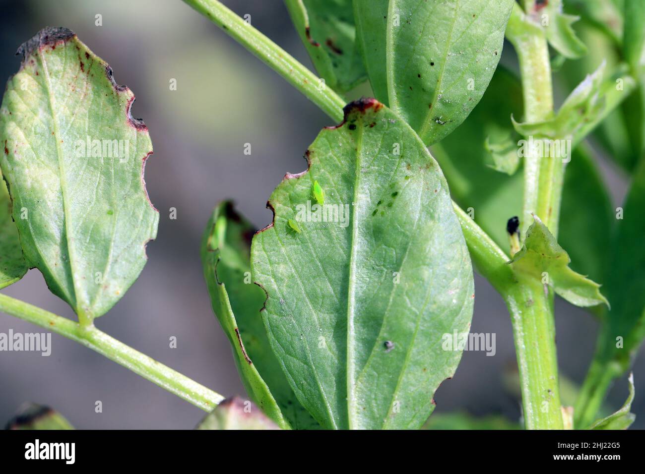 Il foglietto - Empoasca sulle foglie di fave. Questi sono pesti di raccolto  che succhiano linfa di pianta Foto stock - Alamy