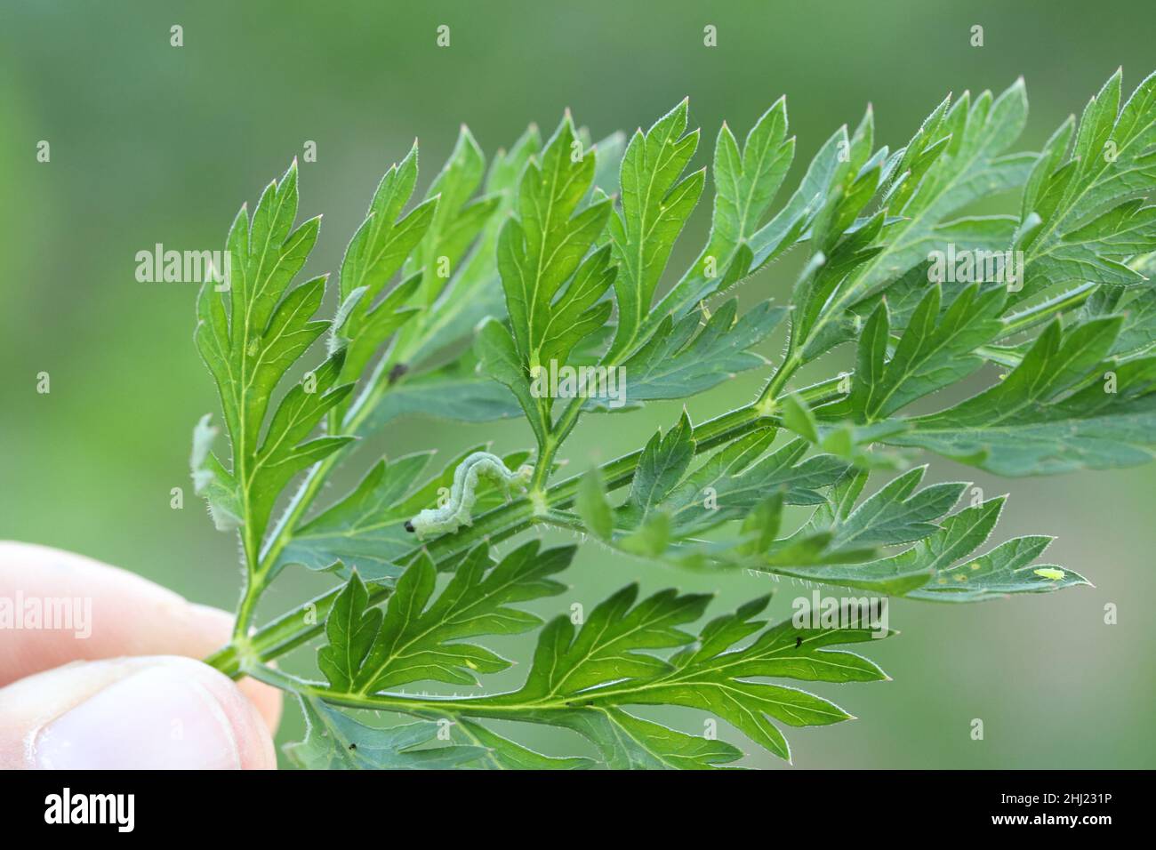 Pesti su foglie di carota. Frondhoppers e bruco. Foto Stock