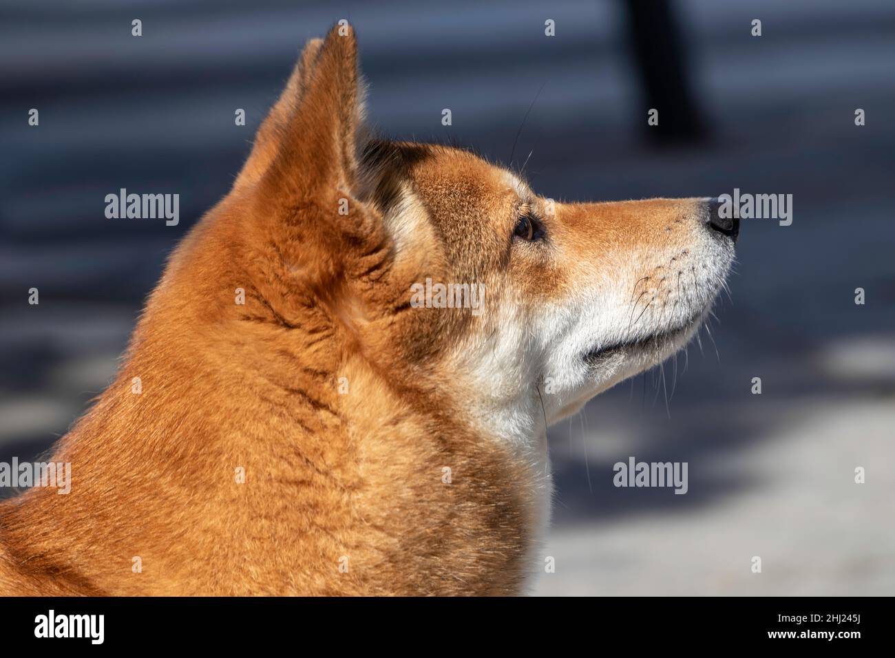 primo piano di un cane (shiba inu) dal lato Foto Stock