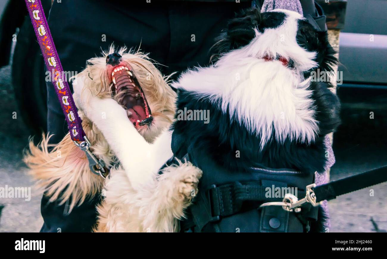 primo piano di due cani in strada giocando combattimenti Foto Stock