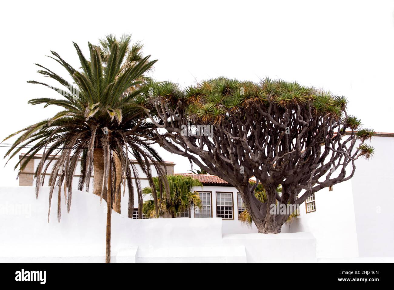 Albero del drago e palma in un cortile spagnolo. Architettura tradizionale bianca. Tenerife, Spagna Foto Stock