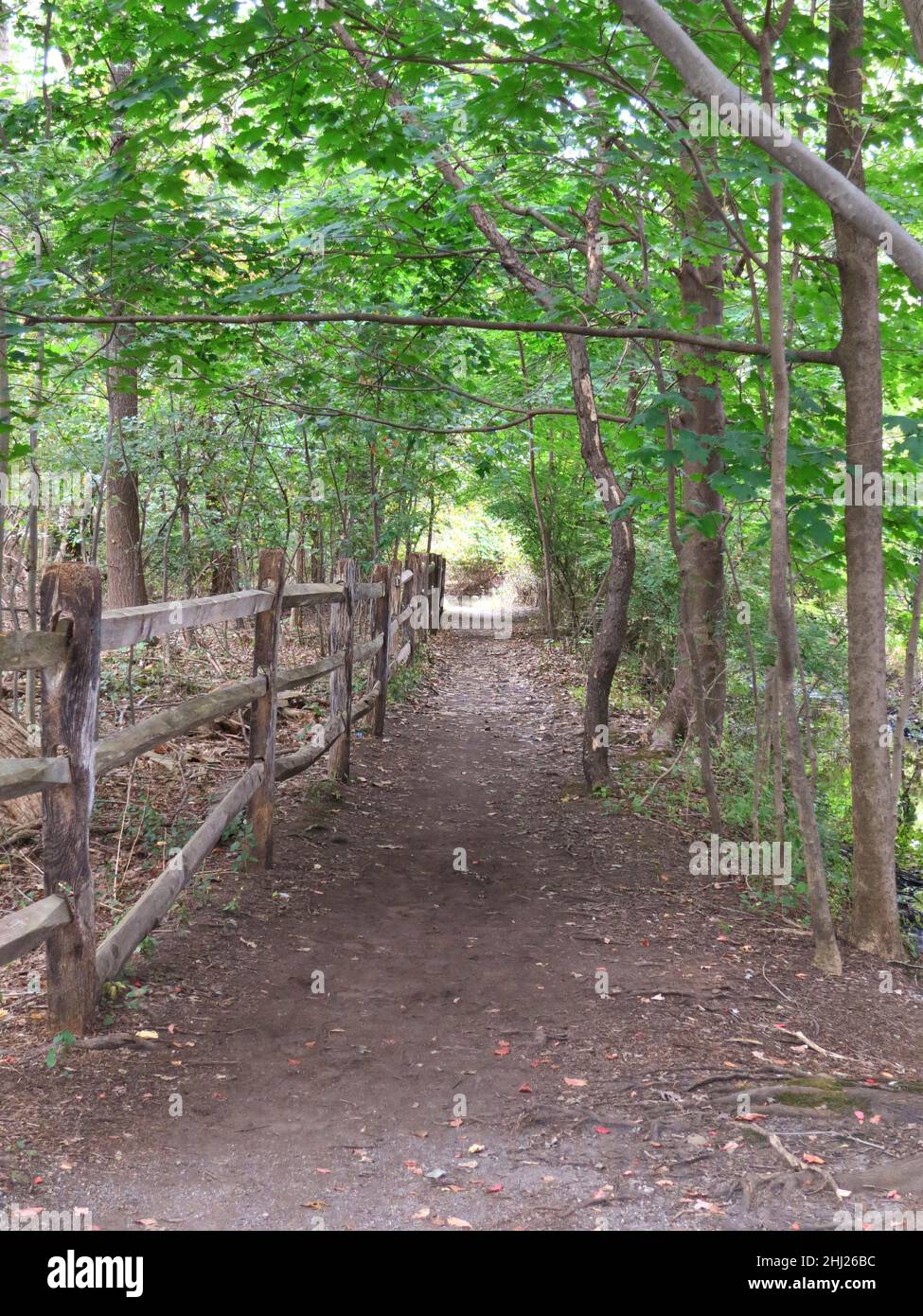 Sentiero sterrato nei boschi, foresta, con una recinzione in legno e baldacchino albero. Foto Stock