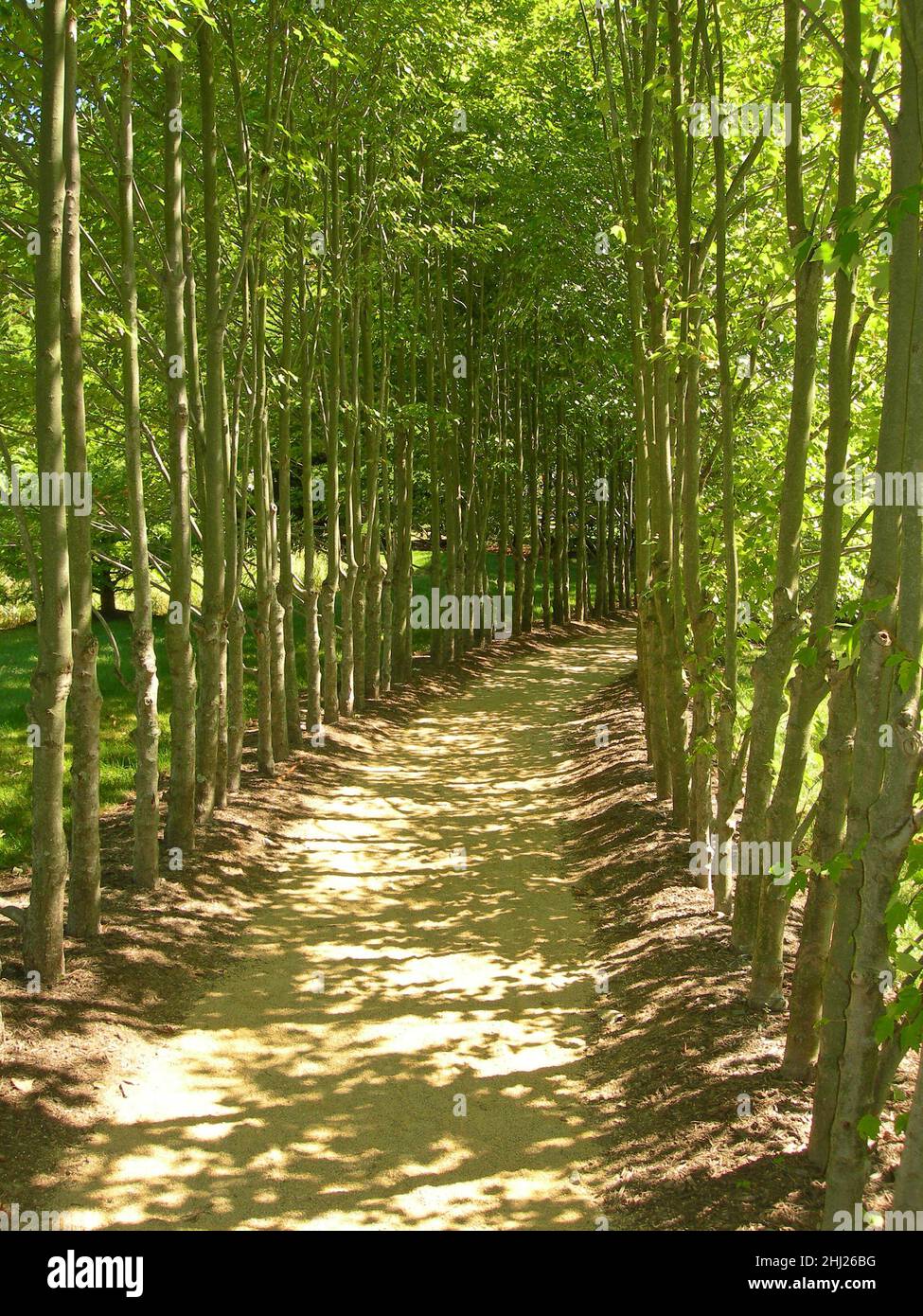 Sentiero sterrato in boschi fiancheggiati da alberi, bambù e ombre. Foto Stock