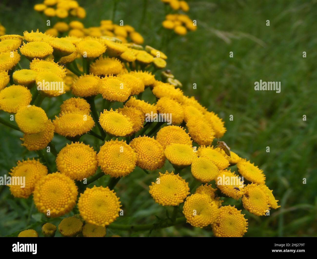 Fioritura erbacea immagini e fotografie stock ad alta risoluzione Alamy