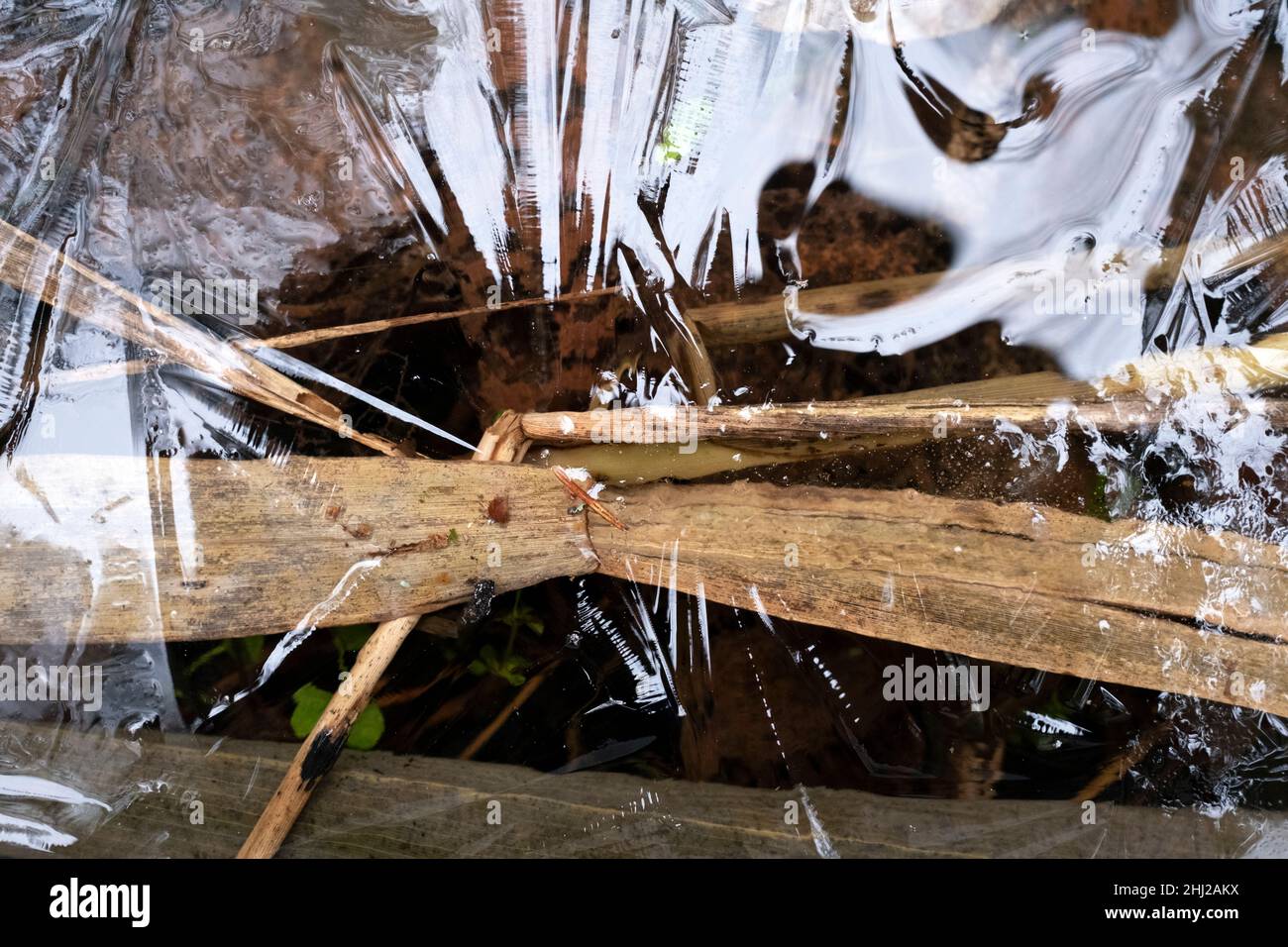 Piante di palude sotto il piccolo strato di ghiaccio nella Riserva Naturale del Lago di Engure, Kurzeme, Lettonia Foto Stock