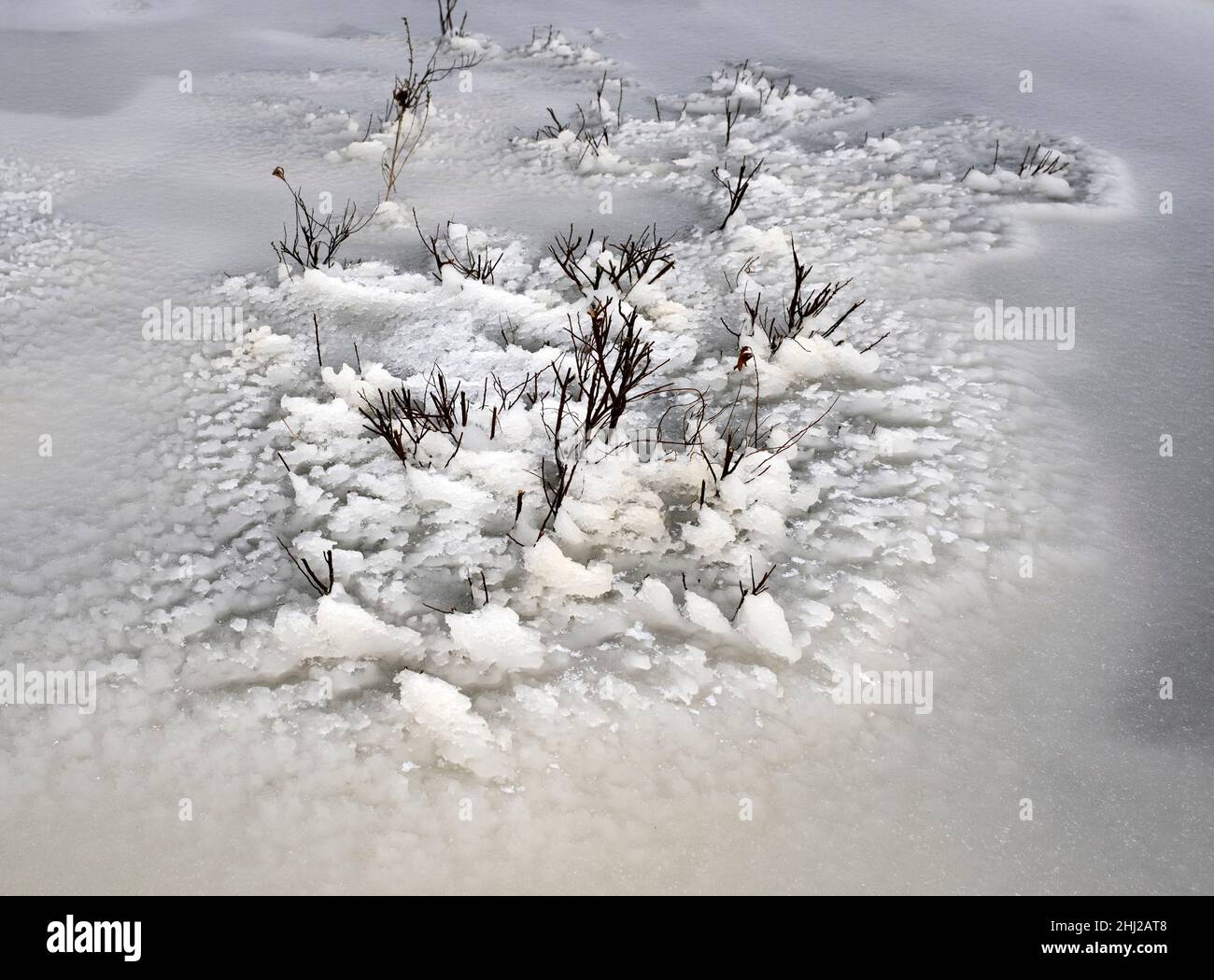 Minuscoli seraci di ghiaccio creati dal vento e dalle acque ghiacciate sul lago Engure, Kurzeme, Lettonia Foto Stock