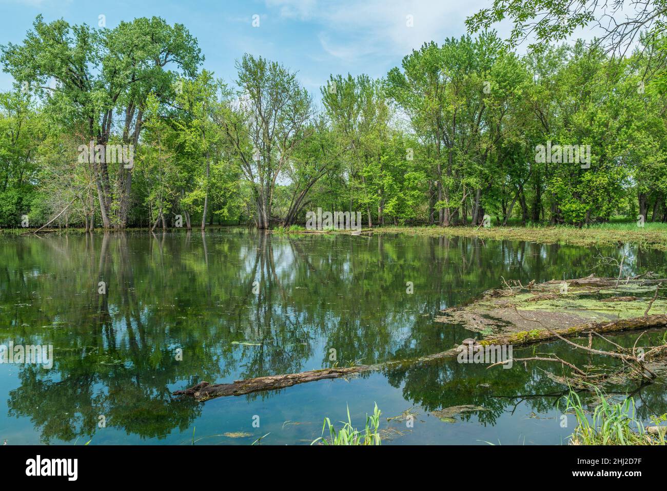 Un ambiente tranquillo e tranquillo in una zona allagata del rifugio Trempealeau un'insenatura del fiume Mississippi in Wisconsin in una giornata di sole in su presto Foto Stock