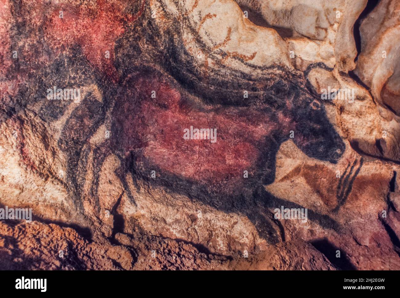 Pietra Età grotta pittura di auroch, ora estinto toro selvaggio, grotte di Lascaux, Perigord, Montignac, Dordogne, Francia Foto Stock