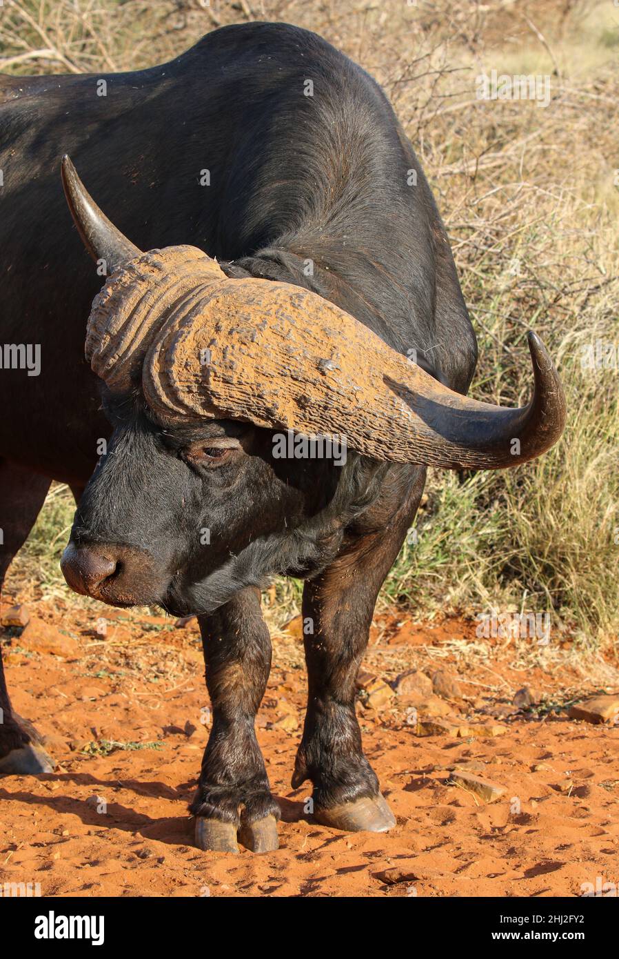 Grande bue di bufala in Sudafrica Foto Stock