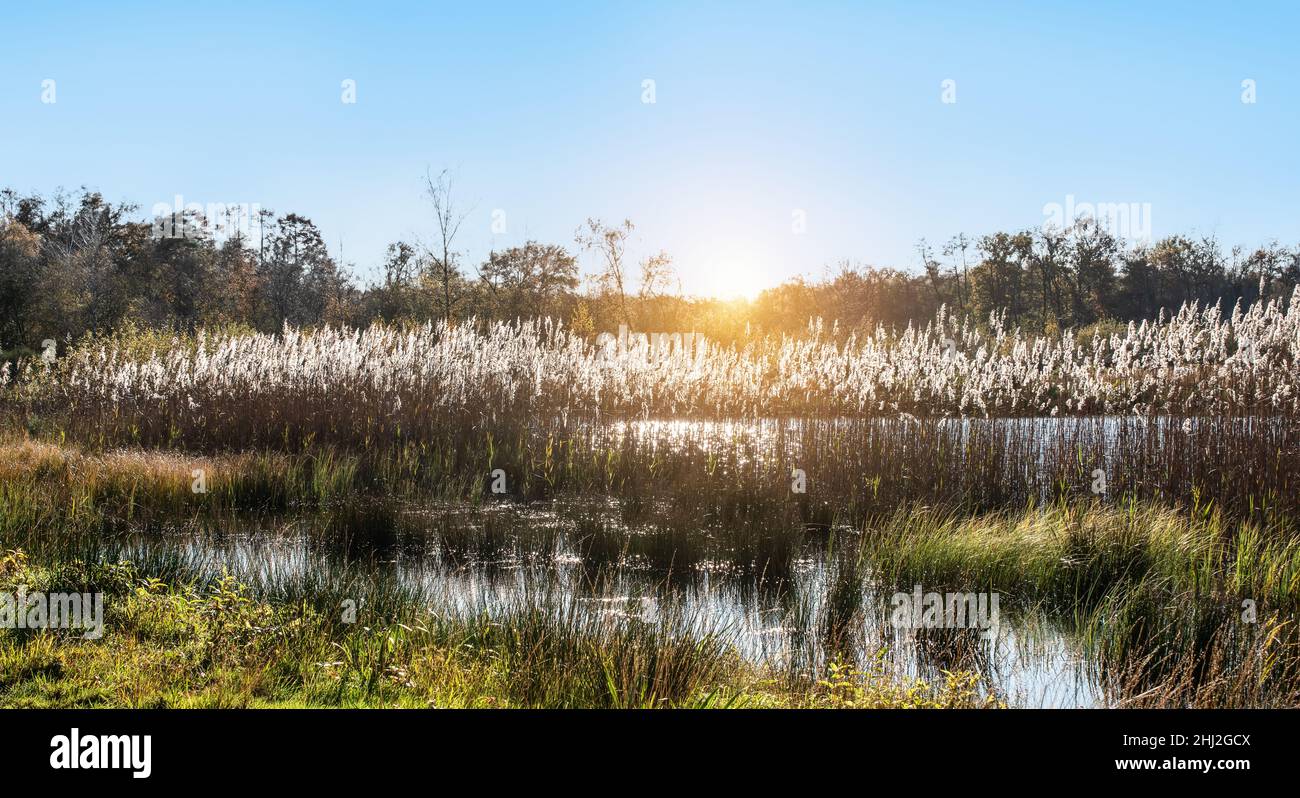 Paesaggio laghetto con canne in Belgio. Foto Stock