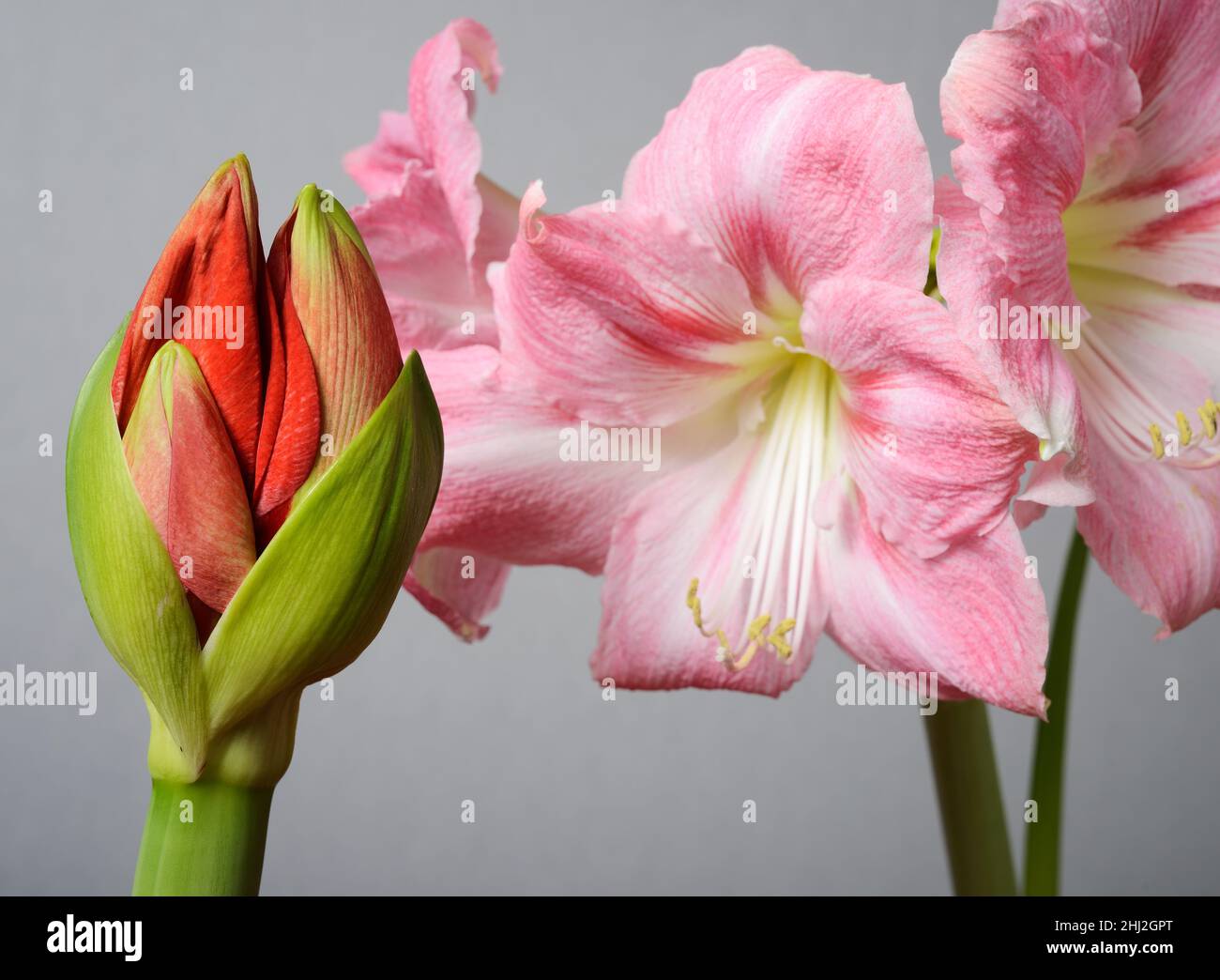 boccioli di amaryllis e fiori di amaryllis aperti a metà su sfondo neutro Foto Stock